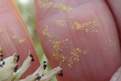 Kniphofia buchananii