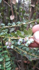 Vaccinium floribundum