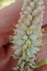 Kniphofia buchananii
