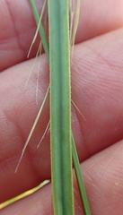 Kniphofia buchananii