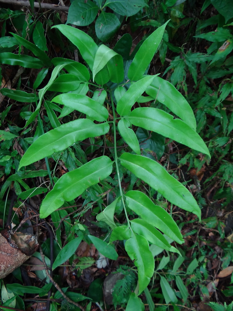Coniogramme japonica (Coniogramme japonica)