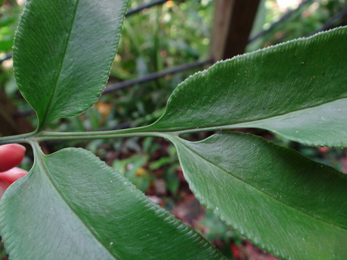 Image of Coniogramme japonica by (c) 呂一起(Lu i-chi), some rights reserved (CC BY)
