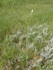 Kniphofia buchananii