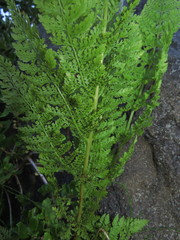 Dennstaedtia glauca