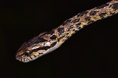 Boiga multomaculata