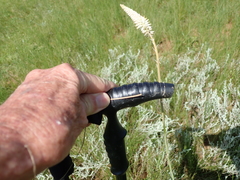 Kniphofia buchananii