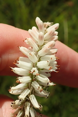 Kniphofia buchananii