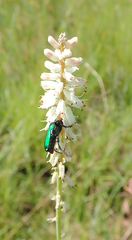 Kniphofia buchananii