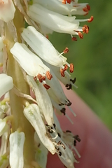 Kniphofia buchananii