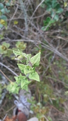 Chromolaena bullata