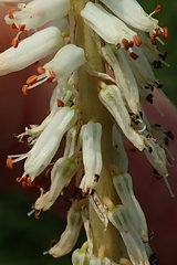 Kniphofia buchananii