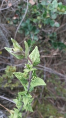Chromolaena bullata