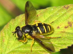 Sericomyia chrysotoxoides image