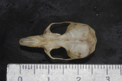 Peromyscus melanotis