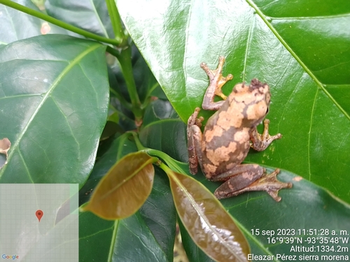 Cloud Forest Stream Frog, Ptychohyla euthysanota