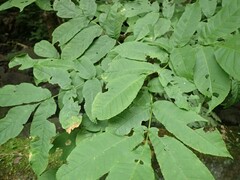 Fraxinus platypoda