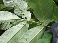Fraxinus platypoda, photograph author not stated, no rights reserved