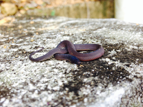 Photo of a Grey Burrowing Snake (Achalinus spinalis)