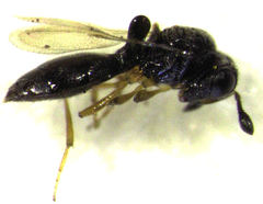 Odontacolus berryae