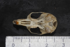 Peromyscus melanotis