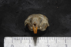 Peromyscus melanotis