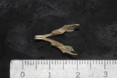 Peromyscus melanotis