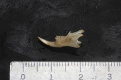 Peromyscus melanotis