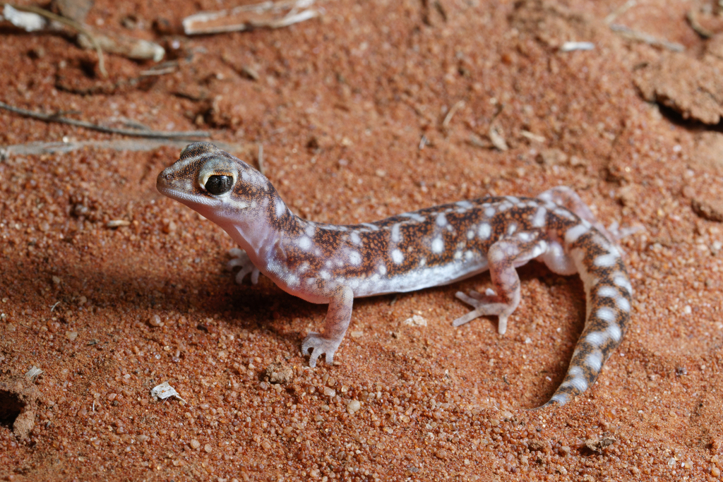 Border Beaked Gecko