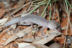 Jewelled Gecko photo 2