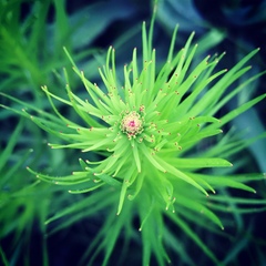 Liatris pycnostachya