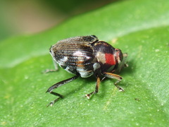 Hoplocopturus