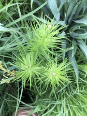 Liatris pycnostachya