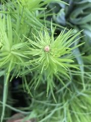 Liatris pycnostachya