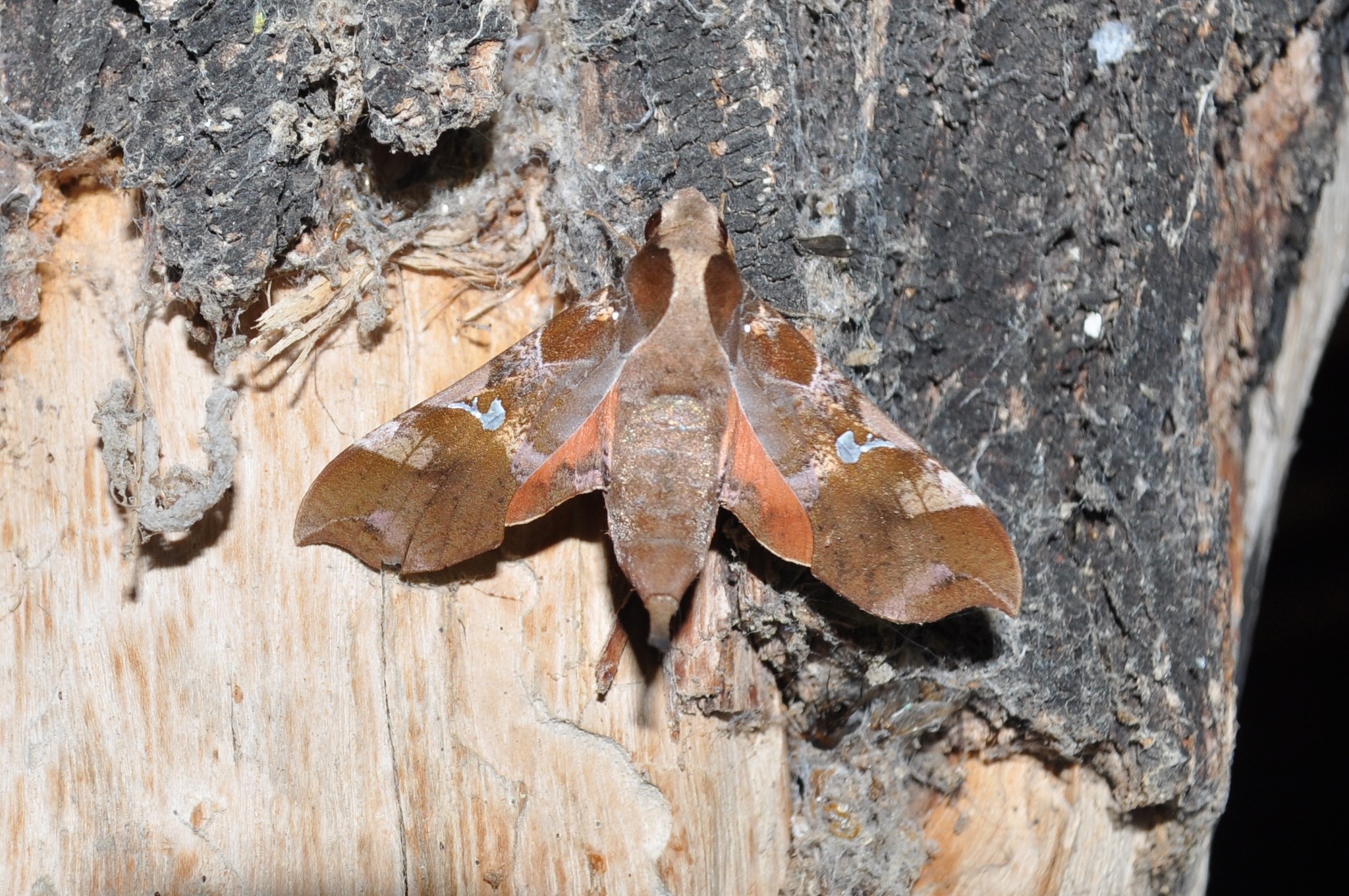 Callionima falcifera image