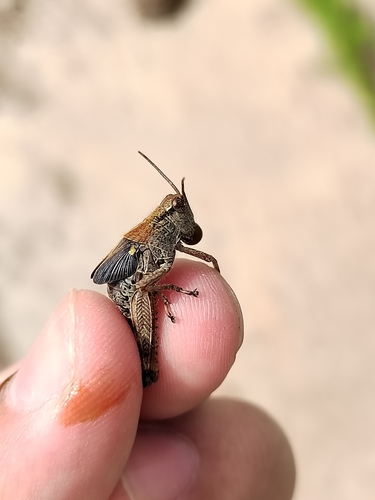 Ognevia longipennis
