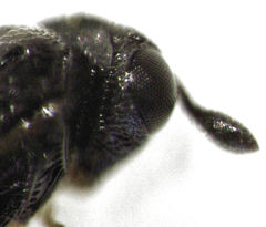 Odontacolus berryae