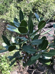 Acokanthera rotundata