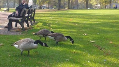Branta canadensis