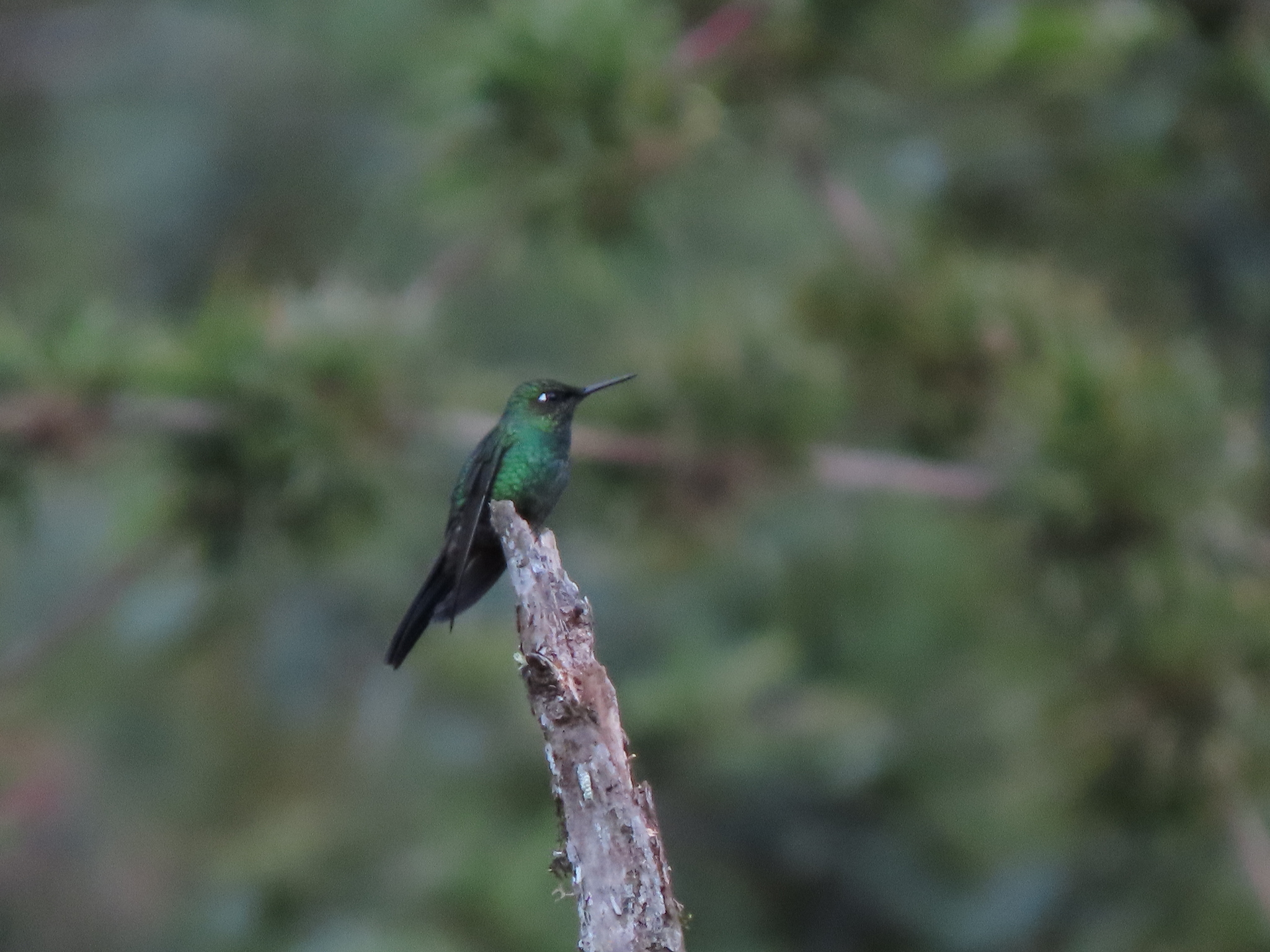 Purple-throated Sunangel (Heliangelus viola), photo 10