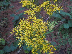 Packera sanguisorbae