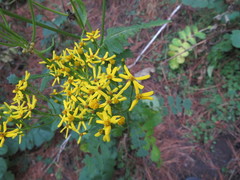 Packera sanguisorbae