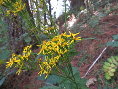 Packera sanguisorbae