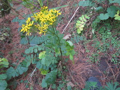 Packera sanguisorbae