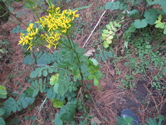 Packera sanguisorbae