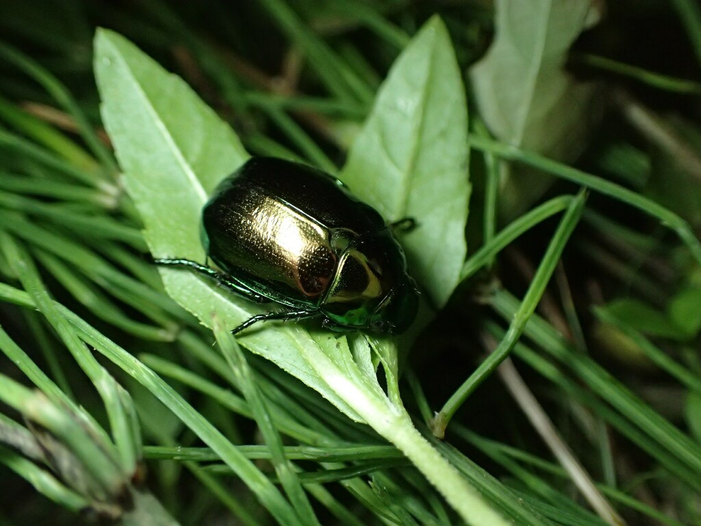 Japanese Fruit Beetle in July 2021 by renshuchu · iNaturalist