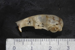 Peromyscus melanotis