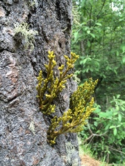 Arceuthobium globosum