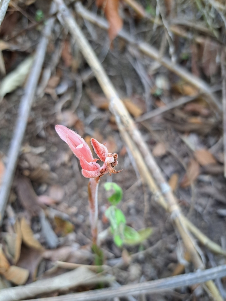 Sacoila lanceolata