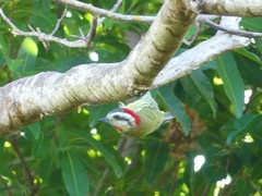 Xiphidiopicus percussus