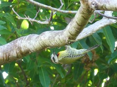 Xiphidiopicus percussus